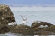 rocky shores