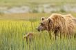 brown bear mother