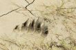 bear print