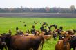 cattle at field