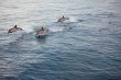 Several Dolphins Jumping