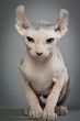 hairless cat with wrinkles