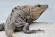 iguana