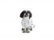 cute white dog