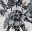 flock of pigeons