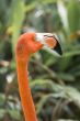 flamingos head 