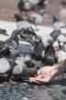 person feeding pigeons
