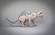 angry hairless cat
