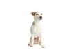 cute dog looking up