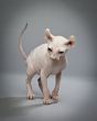 elf cat walking