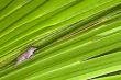 lizard on leaf
