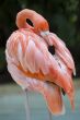 american flamingo