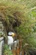 nesting puffin