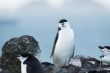 penguins and blue sky