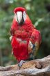 red macaw on a bough