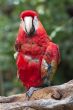 red macaw on a bough