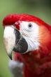 parrots beak