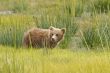 brown bear cub