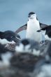 adelie penguins