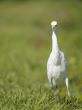 walking heron bird