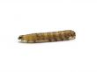 brown caterpillar