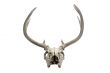 old deer skull 