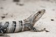 crawling sea iguana