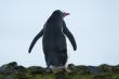 rare view of a standing gentoo penguin