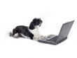 shih poo with laptop