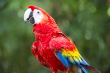 hybrid macaw