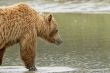 bear walking into water