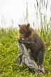 bear on tree