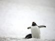 gentoo penguin