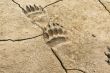 dried bear tracks