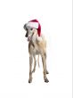 greyhound santa