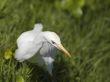 heron bird on green grass