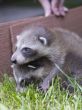 baby raccoon