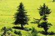 Trees on grassland