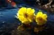 Wild yellow flowers