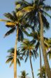 Coconut trees