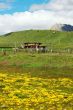 Landscape of grassland