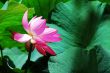 Lotus flower blooming in pond in the summer