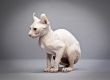 sitting hairless cat