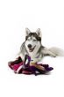 siberian husky with torn women shoes