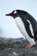 side view image of antarctic penguin