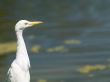 side view of a white bird