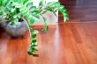flowerpot with beautiful plant 