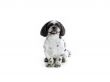 sitting shih poo