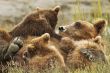 three bear cubs