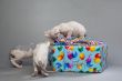 three cute puppies opening gift